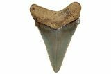 Serrated Angustidens Tooth - Megalodon Ancestor #302059-1